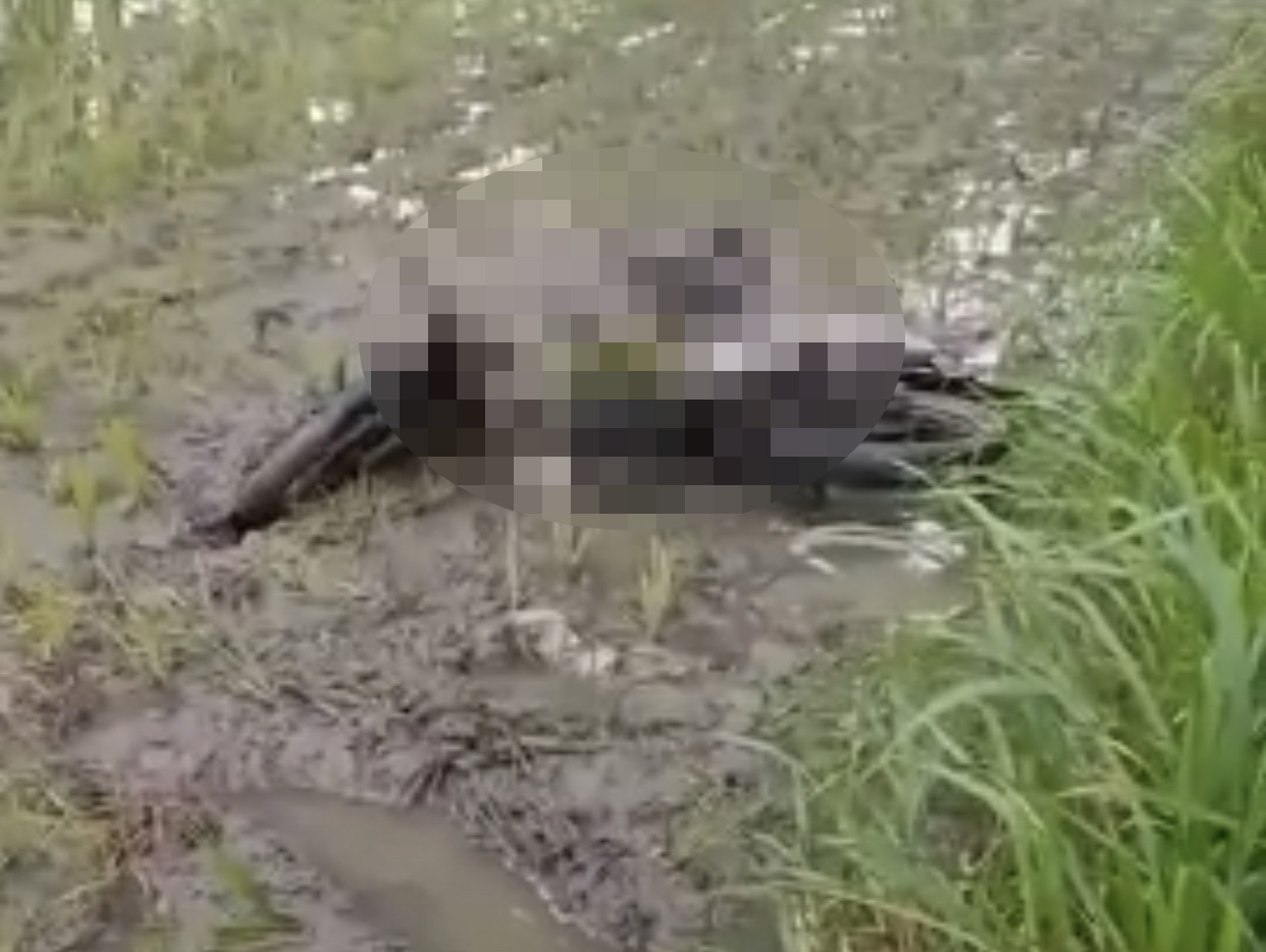 Pengendara Motor di Nganjuk Mengalami Luka-luka Setelah Kecelakaan Masuk Sawah, Begini Kronologinya