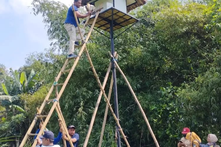 Tyto Alba Masih Efektif untuk Basmi Tikus di Kabupaten Kediri