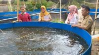 Pembudidaya Ikan Diimbau Waspadai Musim Pancaroba