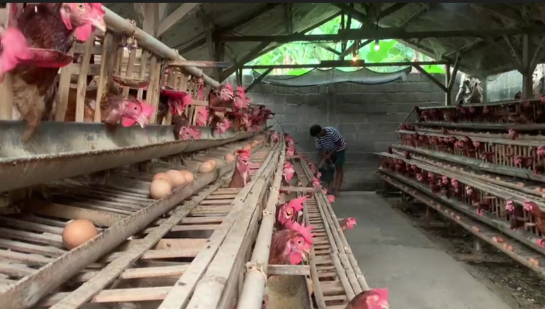 Musim Hajatan dan Harga Naik, Peternak Telur di Jombang Senyum Lebar