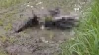 Diduga Kecelakaan Tunggal, Seorang Pria Ditemukan Tewas di Sawah Ganungkidul Nganjuk