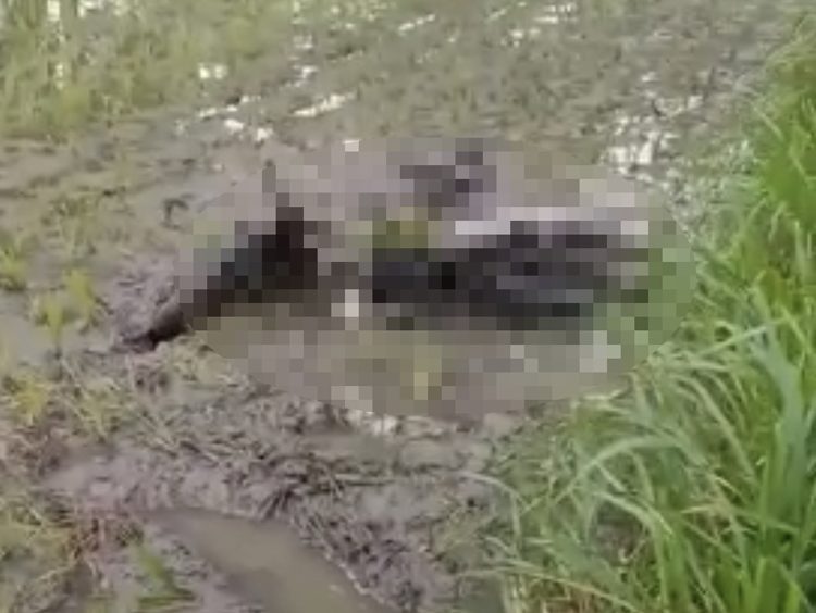 Diduga Kecelakaan Tunggal, Seorang Pria Ditemukan Tewas di Sawah Ganungkidul Nganjuk