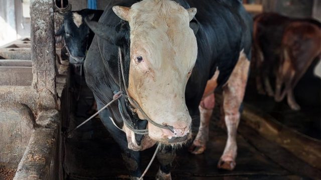 Sapi Kurban Belgian Blue Seberat 1, 2 Ton Dibeli Presiden Prabowo