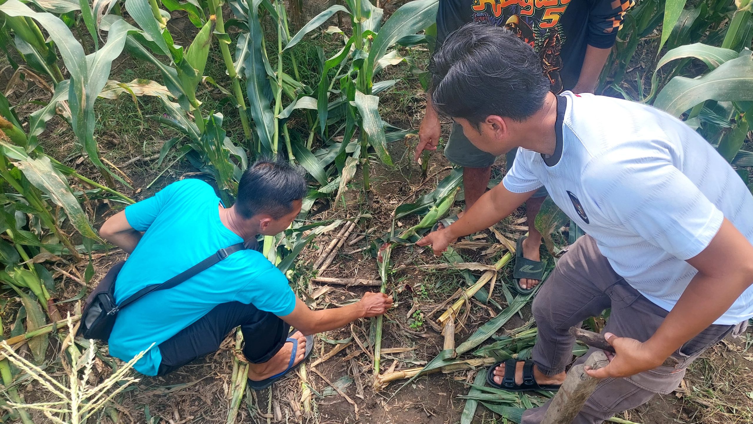 Curi Motor di Depan Bengkel, Pria di Malang Tewas Diamuk Massa