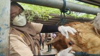 Jelang Idul Adha, Ternak di Pasar Hewan Terpadu Tulungagung Diperiksa
