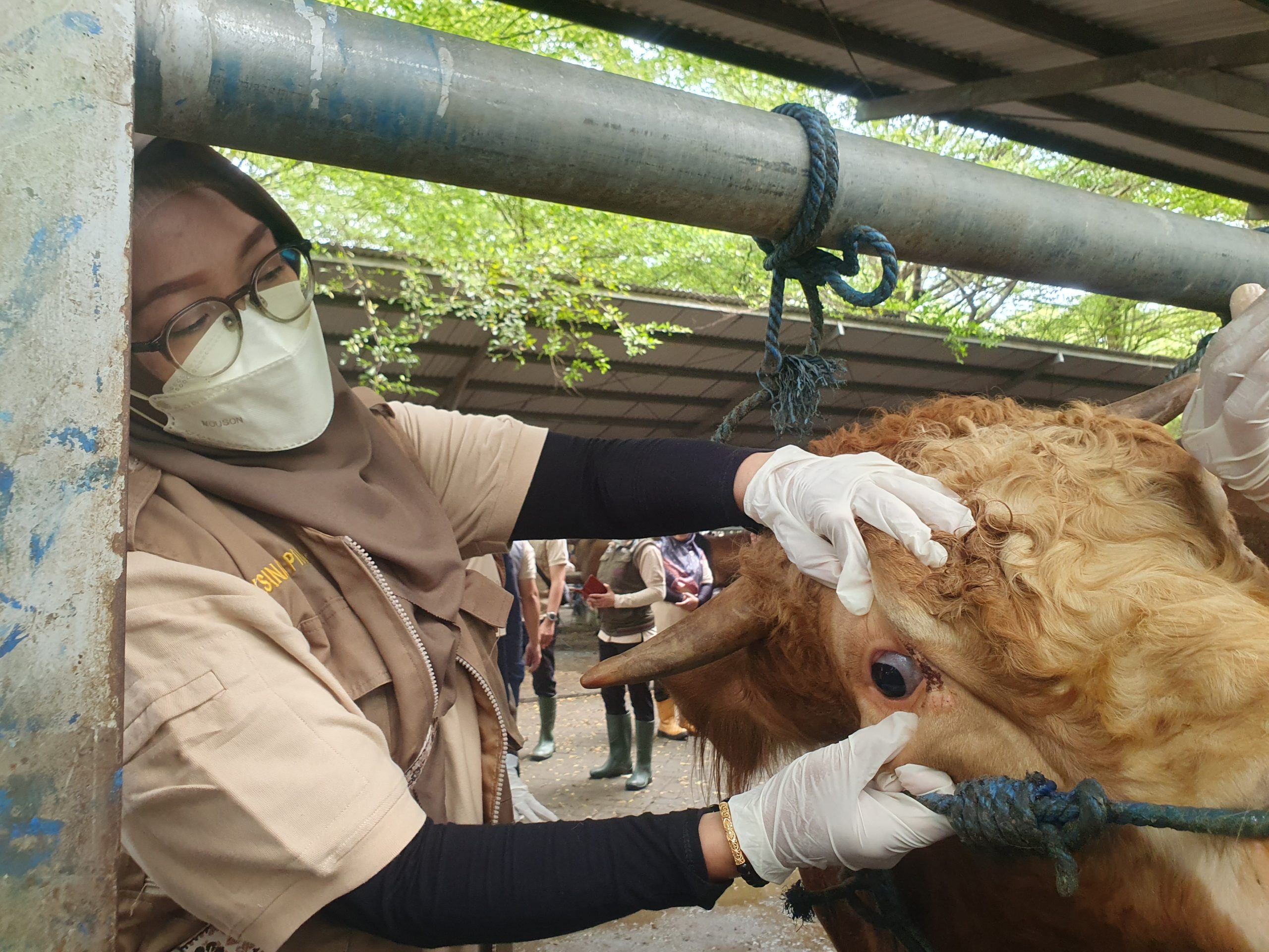 Jelang Idul Adha, Ternak di Pasar Hewan Terpadu Tulungagung Diperiksa