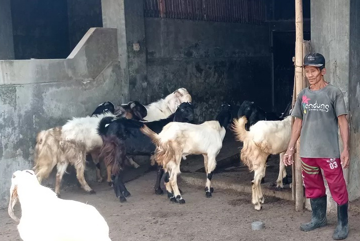 Jelang Hari Raya Idul Adha, 35 Pedagang Ternak Siap Layani Pembeli untuk Hewan Kurban