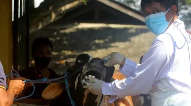 DKPP Kabupaten Kediri Siapkan 70 Dokter Hewan untuk Periksa Hewan Ternak