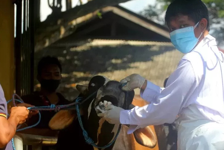 DKPP Kabupaten Kediri Siapkan 70 Dokter Hewan untuk Periksa Hewan Ternak