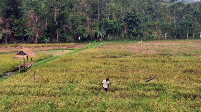 Panen Padi Tulungagung MT 1 Alami Surplus, Capai 154.555 Ton Padi