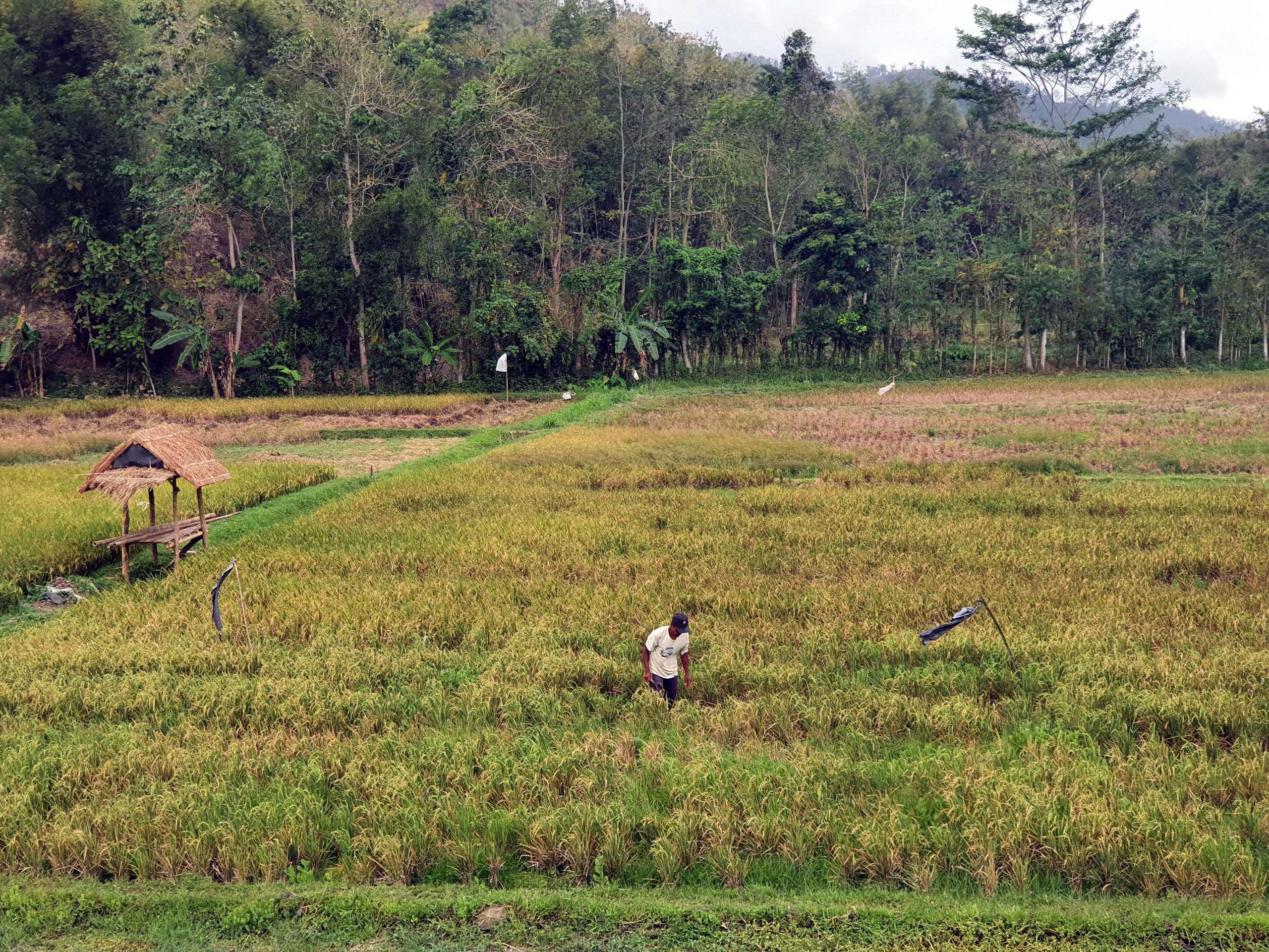 Panen Padi Tulungagung MT 1 Alami Surplus, Capai 154.555 Ton Padi