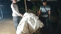 Nekat, Pekarangan kosong di Desa Klurahan Digunakan Judi Sabung Ayam, Begini Akibatnya
