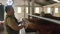 Kesehatan Hewan Kurban Dicek, Puluhan Sapi di Pandan Asri Farm Jombang Diperiksa