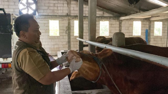 Kesehatan Hewan Kurban Dicek, Puluhan Sapi di Pandan Asri Farm Jombang Diperiksa