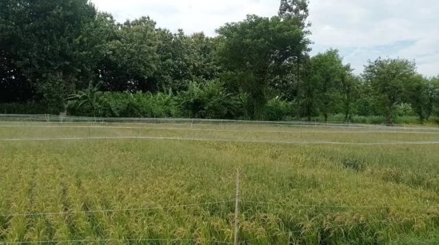 Tanaman Padi Dipasang Paranet, Hindari Roboh dan Serangan Burung