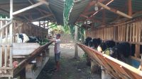 Peternak Jombang Tawarkan ‘Kambing Plus-plus’ Jelang Idul Adha, Begini Pelayanannya