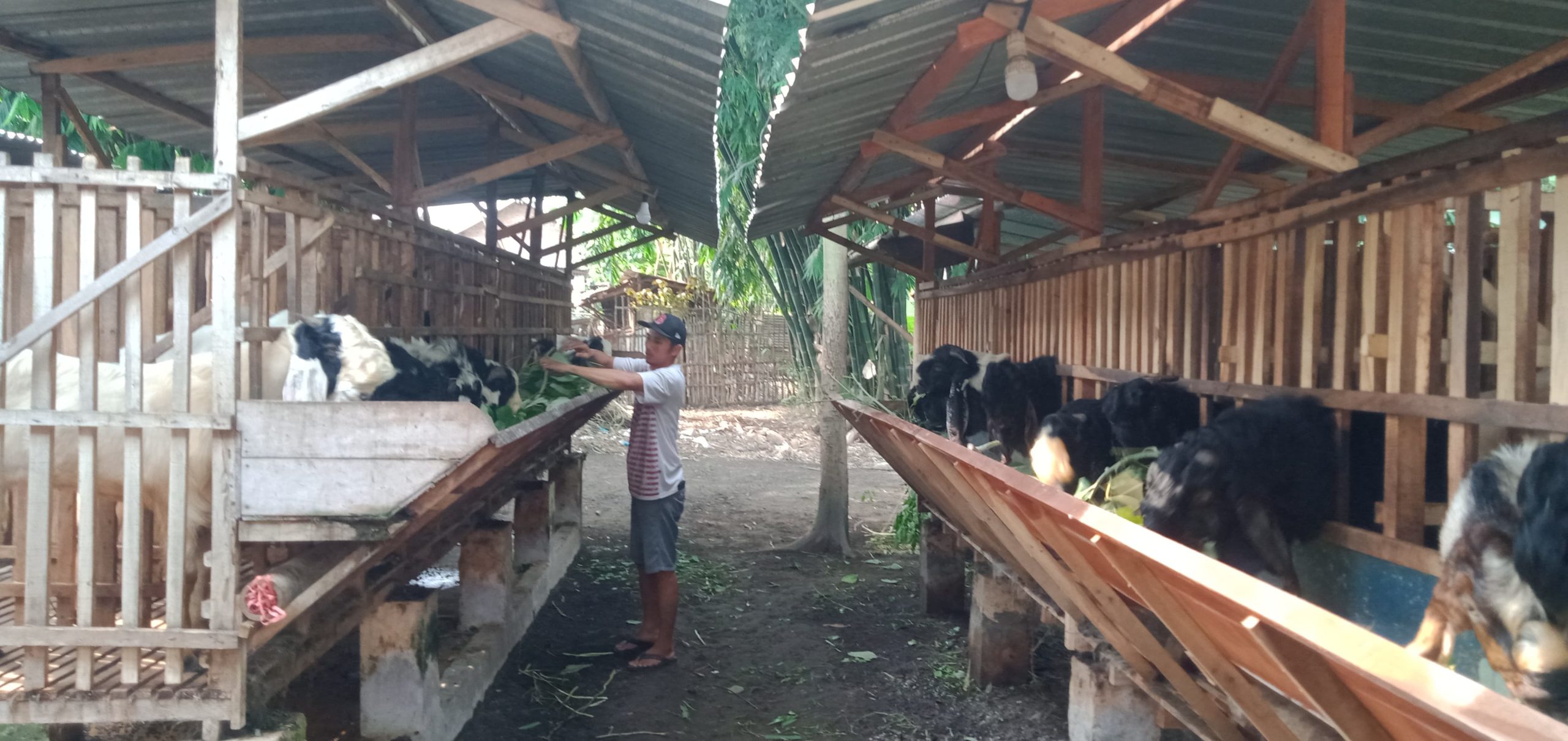 Peternak Jombang Tawarkan ‘Kambing Plus-plus’ Jelang Idul Adha, Begini Pelayanannya