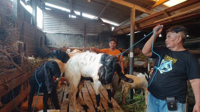Hewan Kurban di Kediri Mulai Terjual Jelang Hari Raya Idul Adha, Peternak Sebut Pembeli Sepi Dibandingkan Tahun Sebelumnya