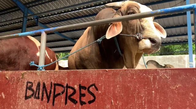 Pedrosa, Sapi Jumbo Asal Jombang Dipinang Prabowo untuk Kurban Idul Adha