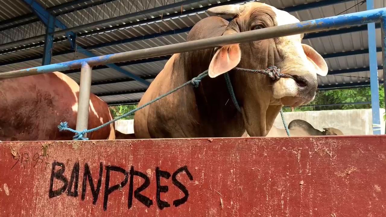 Pedrosa, Sapi Jumbo Asal Jombang Dipinang Prabowo untuk Kurban Idul Adha