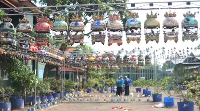 Liga Gotong Royong Perkutut Putaran ke-2, Kung Mania Tumplek Blek di Sumobito Jombang