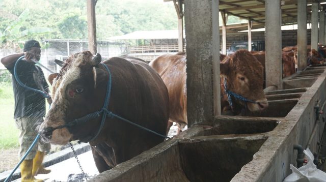 Penjualan Sapi Mulai Menggeliat, ini Layanan yang Ditawarkan Peternak di Jombang
