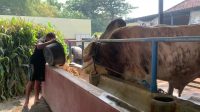 Sedia Sapi Jumbo Jelang Idul Adha, Omzet Peternak di Jombang Tembus Miliaran Rupiah