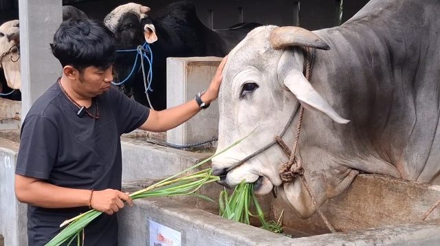 Sapi Ongole Warga Desa Pranggang, Plosoklaten Dibeli Presiden Prabowo, Peternak Semringah