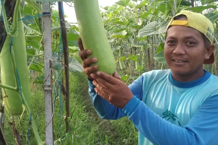 Permintaan Tinggi di Musim Cuaca Ekstrem, Harga Sayur di Kabupaten Kediri Naik