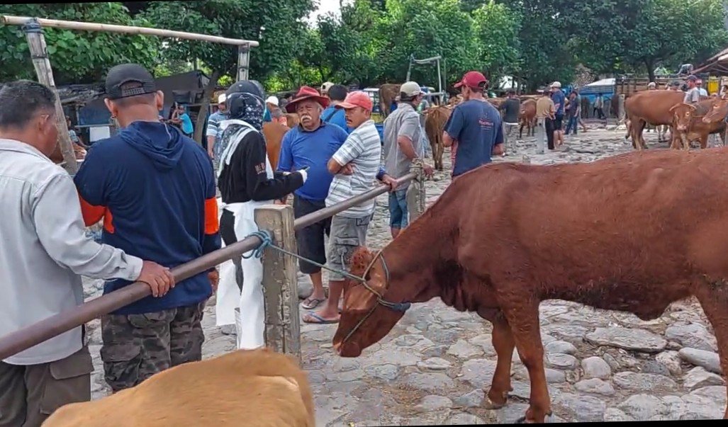 Stok Ternak Kurban di Kabupaten Kediri Tahun 2025 Memadai