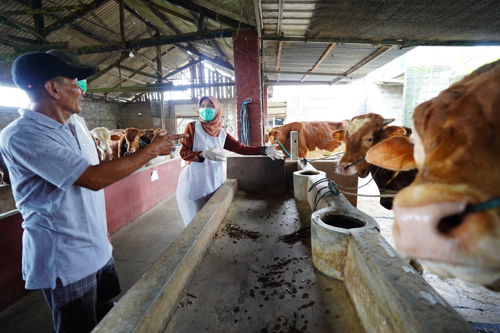 DKPP Kabupaten Kediri Pastikan Hewan untuk Kurban Sehat, Stok Mencukupi