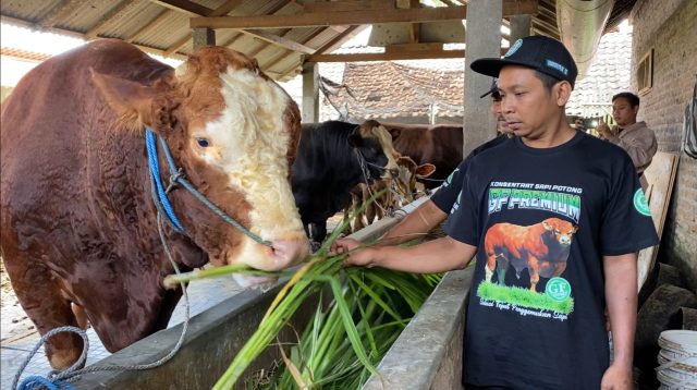 Glewo, Sapi Berat hampir 1 Ton, Asal Kota Blitar Dibeli Presiden Prabowo untuk Kurban, Harganya Bikin Takjub