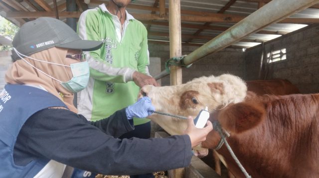 Gratis Biaya Retribusi Potong Hewan di RPH Kota Blitar selama Idul Adha