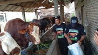 Jelang Kurban, Harga Hewan Kurban di Kota Blitar Mulai Merangkak