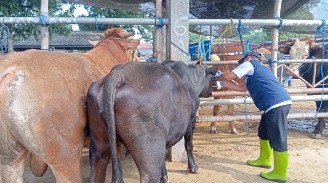 Jelang Kurban, Dinas Peternakan dan Perikanan Kabupaten Blitar Terjunkan Ratusan Petugas Pemeriksa