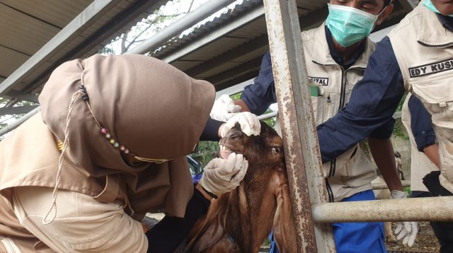 Harga Sapi dan Kambing di PHT Tulungagung Alami Kenaikan Jelang Idul Adha