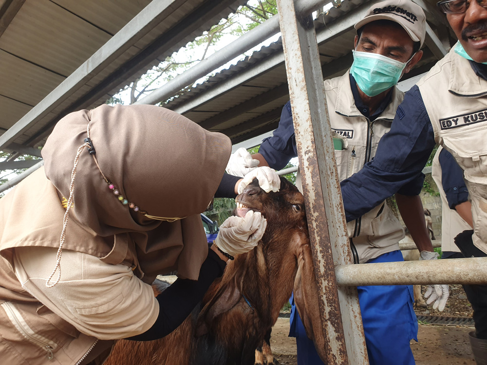 Harga Sapi dan Kambing di PHT Tulungagung Alami Kenaikan Jelang Idul Adha