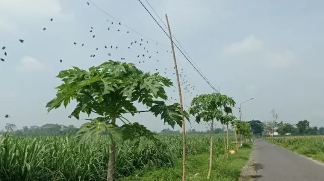 Inilah Fungsi Paranet Perangkap Hama Musim Pancaroba di Kediri