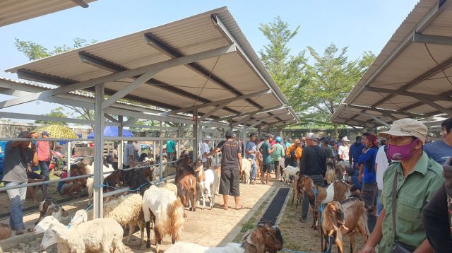 Sekitar 10 sampai 15 Persen Populasi Ternak Layak Dikorbankan, ini Data Dinakeswan Kabupaten Tulungagung