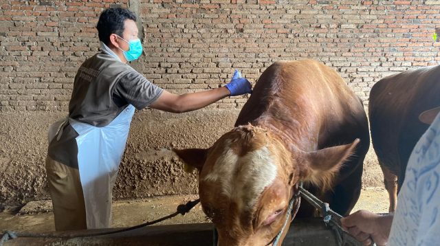 Disnakkan Terjunkan Ratusan Petugas Pemantau dan Juleha Blitar Pastikan Kelayakan Hewan Kurban