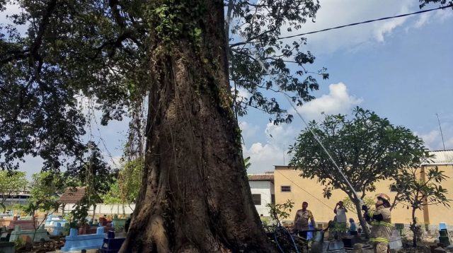 Kebakaran Pohon Berusia Ratusan Tahun di Pemakaman Karangtengah Bagor Nganjuk