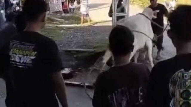 Sapi Kurban Mengamuk di Lamongan, Warga Tertendang hingga Terpental