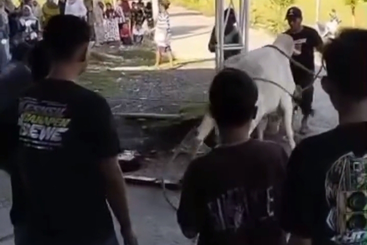 Sapi Kurban Mengamuk di Lamongan, Warga Tertendang hingga Terpental