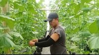 GenSobo Farm Burengan Siap Panen Melon, jadi Sarana Edukasi Ketahanan Pangan