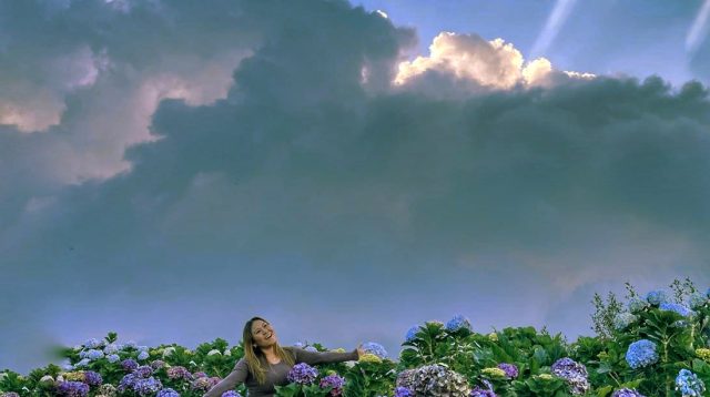 Hamparan Bunga Cantik Hortensia, Surga Tersembunyi di Sumberbrantas Kota Batu