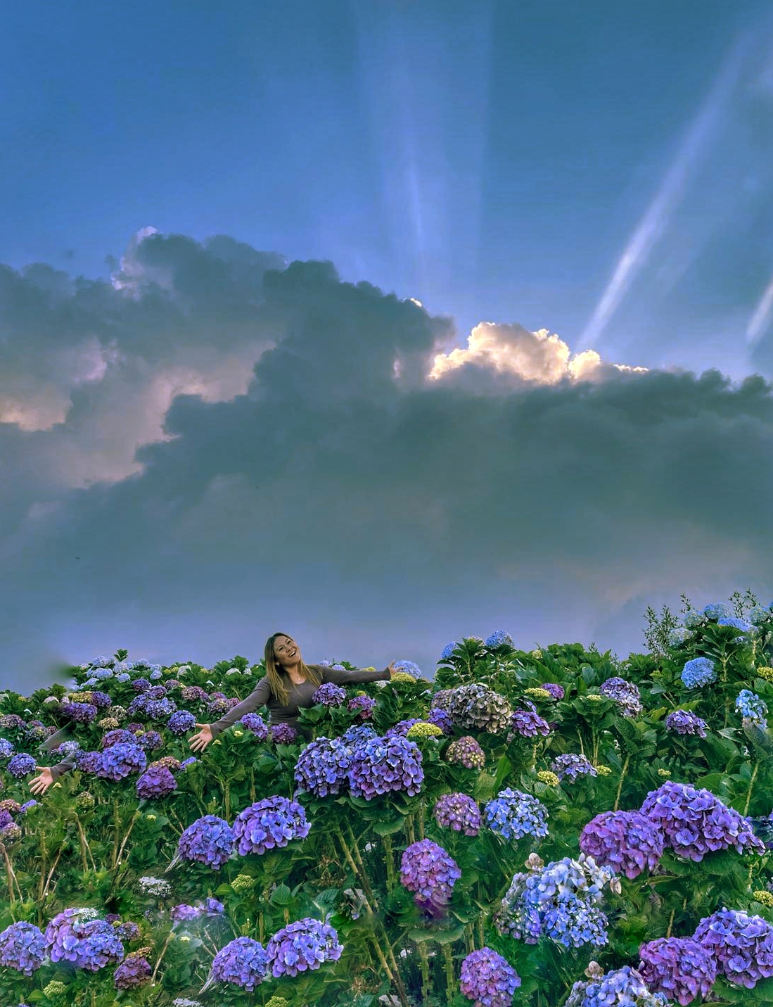 Hamparan Bunga Cantik Hortensia, Surga Tersembunyi di Sumberbrantas Kota Batu