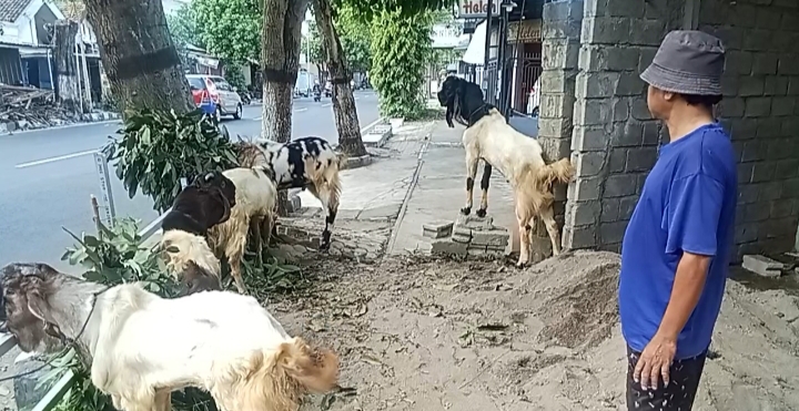 Jelang Idul Adha 1446 H, Ketersediaan Hewan Kurban di Kota Kediri Mencukupi