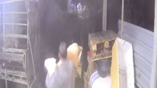 Pencuri Kambing Terekam CCTV, Diduga Sudah 4 Kali Beraksi di Cukir