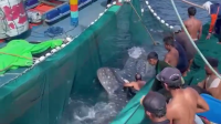 Hiu Paus Terjaring Nelayan Pantai Sendang Biru, Begini Kejadiannya