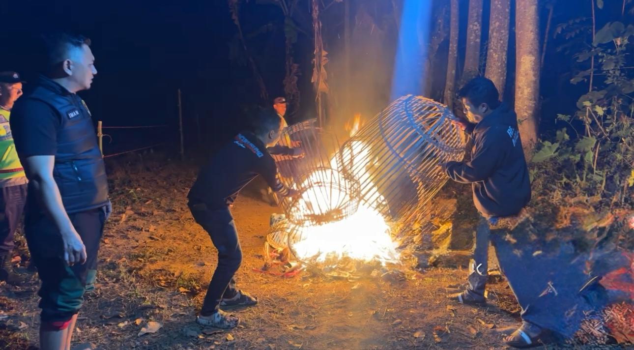 Sarana Arena Sabung Ayam Dibongkar dan Dibakar